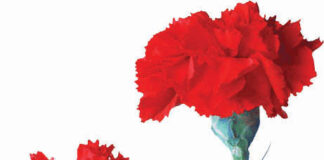 Na Escuridão a Tocha do Cravo que escreveu História