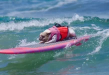Surf Canino junta diversão e causa animal na Praia de Carcavelos