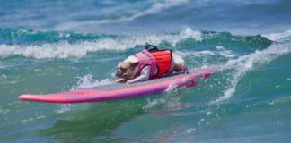 Surf Canino junta diversão e causa animal na Praia de Carcavelos