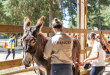 Atelier de Burro na Quinta do Pisão: Natureza em Família em Cascais
