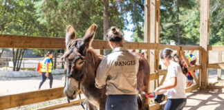 Atelier de Burro na Quinta do Pisão: Natureza em Família em Cascais