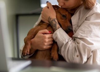 Terapia com animais melhora bem-estar em Cascais