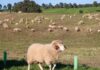 Os animais da Quinta do Pisão, guardiões da natureza em Cascais