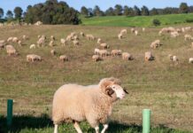 Os animais da Quinta do Pisão, guardiões da natureza em Cascais