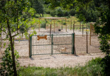 ASFA inaugura novo espaço para treino e socialização de animais