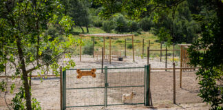 ASFA inaugura novo espaço para treino e socialização de animais