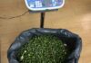 PSP de Sintra detém 2 suspeitos da plantação de papoilas de ópio