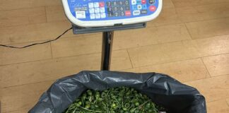 PSP de Sintra detém 2 suspeitos da plantação de papoilas de ópio