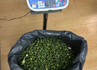 PSP de Sintra detém 2 suspeitos da plantação de papoilas de ópio