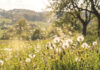 Primavera, calor e alergias: um desafio para a saúde respiratória