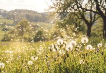 Primavera, calor e alergias: um desafio para a saúde respiratória