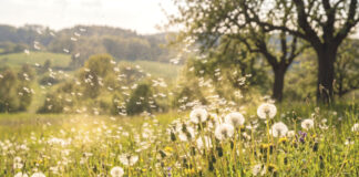 Primavera, calor e alergias: um desafio para a saúde respiratória