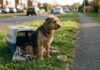 Férias de verão concentram quase 40% dos abandonos de animais: GNR recorda que o abandono de animais é crime