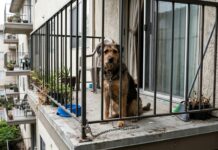 Parlamento aprova proibição de manter animais permanentemente acorrentados ou em varandas