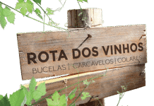 Sintra recebe prova de vinhos de Bucelas, Carcavelos e Colares